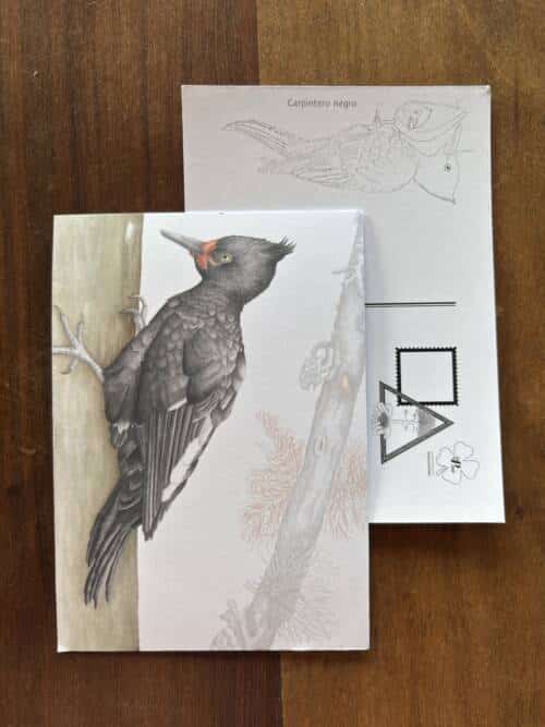 Postal Carpintero negro