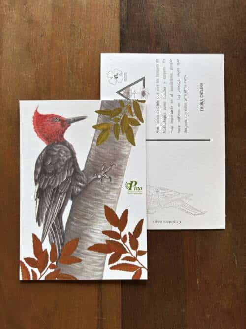 Postal Carpintero negro