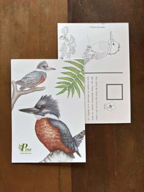 Postal Martín pescador